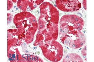 ABIN870664 (5µg/ml) staining of paraffin embedded Human Kidney. (FGF5 Antikörper  (C-Term))