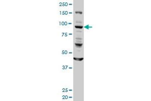 GOLGA1 anticorps  (AA 668-767)