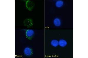 Immunofluorescence staining of fixed K562 cells with anti-Glycophorin A M antigen antibody M2A1. (Rekombinanter Glycophorin A M Antigen Antikörper)
