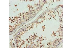 Immunohistochemistry of paraffin-embedded human testis tissue using ABIN7160689 at dilution of 1:100 (GNS Antikörper  (AA 293-552))