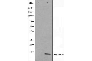 Western blot analysis on A549 cell lysate using S100 A1 Antibody,The lane on the left is treated with the antigen-specific peptide.
