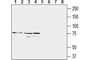 Western blot analysis of HepG2 (lanes 1 and 5), Jurkat (lane 2 and 6), K562 (lanes 3 and 7) and THP-1 (lanes 4 and 8) cell lines lysates: - 1-4. (CD97 Antikörper  (Extracellular, N-Term))