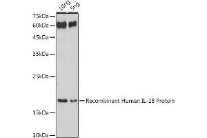 Western blot analysis of extracts of Recombinant Human IL-18 Protei, using IL18 antibody (ABIN7267992) at 1:1000 dilution. (IL-18 Antikörper)