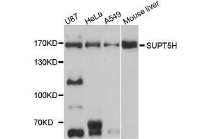 Western blot analysis of extracts of various cell lines, using SUPT5H antibody (ABIN5996336) at 1/1000 dilution. (SUPT5H Antikörper)