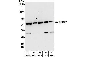 anti-RNA Binding Motif Protein 22 (RBM22) (AA 370-420) antibody