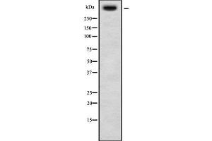 USP34 Antikörper  (N-Term)