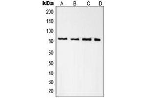 Western blot analysis of Radixin expression in A431 (A), K562 (B), NIH3T3 (C), PC12 (D) whole cell lysates. (Radixin Antikörper  (Center))