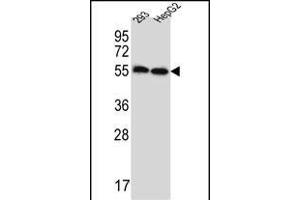 ERV3 Antibody (C-Term) (ABIN657358 and ABIN2846408) western blot analysis in 293,HepG2 cell line lysates (35 μg/lane). (ERV3 Antikörper  (C-Term))