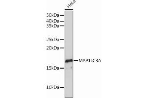 Western blot analysis of extracts of HeLa cells, using MLC3A Rabbit mAb (ABIN7268517) at 1:1000 dilution.