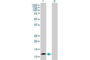 Western Blot analysis of CARD17 expression in transfected 293T cell line by CARD17 MaxPab polyclonal antibody. (CARD17 Antikörper  (AA 1-110))