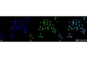 Immunocytochemistry/Immunofluorescence analysis using Rabbit Anti-ATG5 Polyclonal Antibody . (ATG5 Antikörper  (N-Term) (APC))