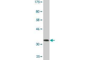 Western Blot detection against Immunogen (36. (BFAR Antikörper  (AA 101-200))