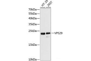 Western blot analysis of extracts of various cell lines using VPS29 Polyclonal Antibody at dilution of 1:3000. (VPS29 Antikörper)