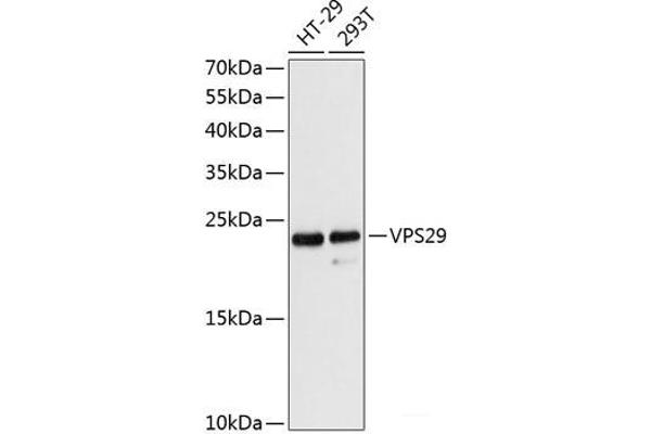 VPS29 Antikörper