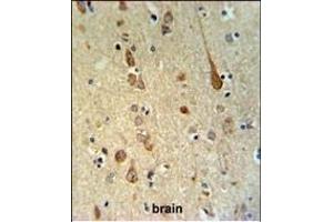 FH2 Antibody (C-term) (ABIN651343 and ABIN2840194) IHC analysis in formalin fixed and paraffin embedded human brain tissue followed by peroxidase conjugation of the secondary antibody and DAB staining. (FAAH2 Antikörper  (C-Term))