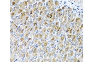 Immunohistochemistry of paraffin-embedded Mouse stomach using MTX2 Polyclonal Antibody at dilution of 1:100 (40x lens). (MTX2 Antikörper)