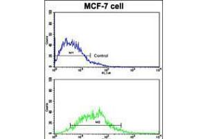Flow cytometric analysis of MCF-7 cells using H Cadherin (CDH13) Antibody (bottom histogram) compared to a negative control cell (top histogram). (Cadherin 13 Antikörper  (C-Term))