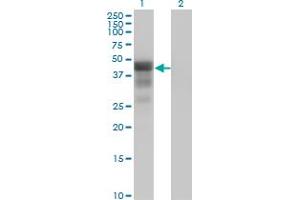 Western Blot analysis of DMRT1 expression in transfected 293T cell line by DMRT1 monoclonal antibody (M01), clone 1G11. (DMRT1 Antikörper  (AA 1-373))