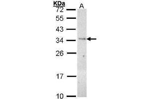 WB Image Sample (30 ug of whole cell lysate) A: H1299 12% SDS PAGE antibody diluted at 1:1000 (PLSCR3 Antikörper)
