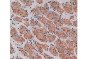 IHC-P analysis of Human Stomach Tissue, with DAB staining. (CD40 Antikörper  (AA 26-187))