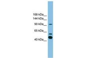 Image no. 1 for anti-Phospholipase A2, Group IVE (PLA2G4E) (AA 751-800) antibody (ABIN6745044) (PLA2G4E Antikörper  (AA 751-800))