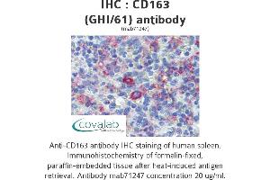Image no. 1 for anti-CD163 (CD163) antibody (ABIN1721750) (CD163 Antikörper)