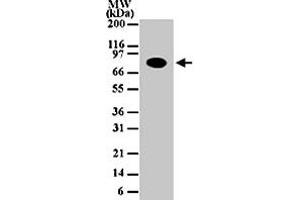 Western blot analysis of 30 ug of total cell lysate from Daudi cells with CHUK monoclonal antibody, clone 14A231  at 1 ug/mL dilution.