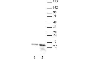 Histone H4 acetyl Lys12 antibody (pAb) tested by Western blot.