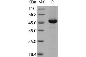 Western Blotting (WB) image for Dopa Decarboxylase (Aromatic L-Amino Acid Decarboxylase) (DDC) (Active) protein (His tag) (ABIN7195446) (DDC Protein (His tag))