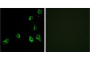 Immunofluorescence analysis of COS7 cells, using OR5B12 Antibody. (OR5B12 Antikörper  (AA 195-244))