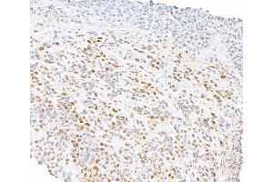 anti-RNA Polymerase II (pSer5) antibody