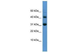 CASP7 antibody used at 0. (Caspase 7 Antikörper  (N-Term))