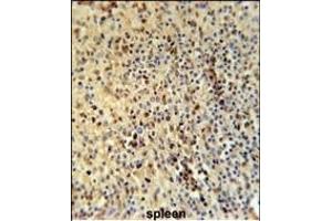 SPT13 Antibody (Center) (ABIN651695 and ABIN2840364) immunohistochemistry analysis in formalin fixed and paraffin embedded human spleen tissue followed by peroxidase conjugation of the secondary antibody and DAB staining.