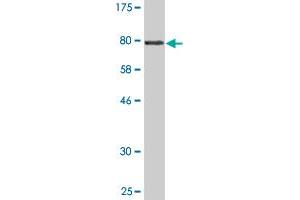 Western Blot detection against Immunogen (78. (GBP2 Antikörper  (AA 1-481))