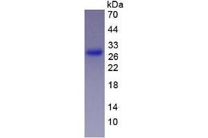 Image no. 2 for Granzyme A (Granzyme 1, Cytotoxic T-Lymphocyte-Associated serine Esterase 3) (GZMA) (AA 29-262) protein (His tag) (ABIN1879813)