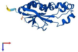 DESI1 Protein (AA 1-168) (His tag)