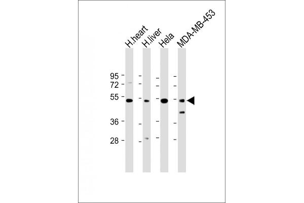 FBXL2 antibody  (C-Term)