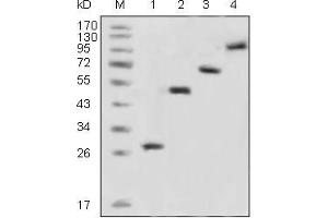 Western blot analysis using GFP mouse mAb against recombinant GFP fusion protein (1) and various recombinant fusion protein with GFP tag (2, 3, 4). (GFP Antikörper)