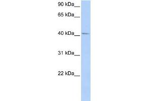 WB Suggested Anti-GTF2H4 Antibody Titration:  0. (GTF2H4 Antikörper  (N-Term))