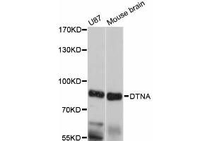 Western blot analysis of extracts of various cell lines, using DTNA antibody (ABIN6292450) at 1:3000 dilution. (DTNA Antikörper)