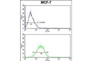 CASA Antibody (Center) (ABIN390465 and ABIN2840834) FC analysis of MCF-7 cells (bottom histogram) compared to a negative control cell (top histogram). (Casein alpha S1 Antikörper  (AA 42-70))
