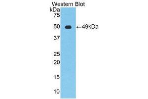Western Blotting (WB) image for anti-Enolase 2 (Gamma, Neuronal) (ENO2) (AA 2-434) antibody (ABIN1860062) (ENO2/NSE Antikörper  (AA 2-434))