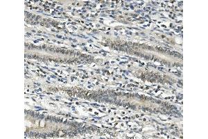 IHC analysis of EAPP using anti-EAPP antibody (ABIN7599214). (EAPP Antikörper  (AA 1-285))
