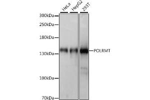POLRMT antibody  (AA 42-230)