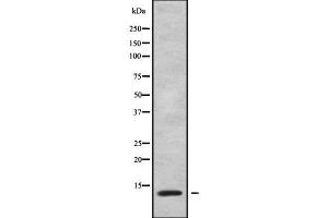 Western blot analysis of ATP5L using COLO205 whole cell lysates (ATP5L Antikörper  (C-Term))