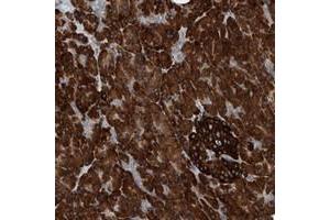 Immunohistochemical staining of human pancreas with YRDC polyclonal antibody  shows strong cytoplasmic positivity in exocrine glandular cells and Islet cells. (YRDC Antikörper)