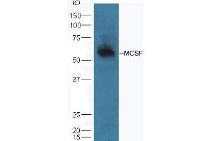 Mouse lung lysate probed with Rabbit Anti-MCSF Polyclonal Antibody  at 1:5000 90min in 37˚C (M-CSF/CSF1 Antikörper  (AA 201-300))