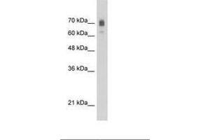 Image no. 1 for anti-Kinesin Family Member 22 (KIF22) (AA 450-499) antibody (ABIN203335)