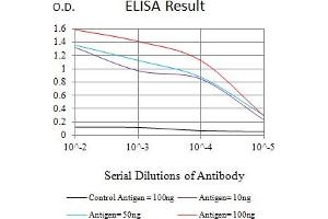 Black line: Control Antigen (100 ng),Purple line: Antigen (10 ng), Blue line: Antigen (50 ng), Red line:Antigen (100 ng) (ACSS1 Antikörper  (AA 548-689))