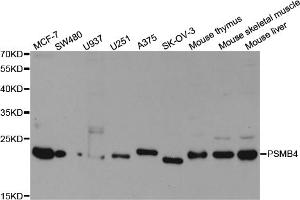 Western blot analysis of extracts of various cell lines, using PSMB4 antibody (ABIN5973332) at 1/1000 dilution. (PSMB4 Antikörper)